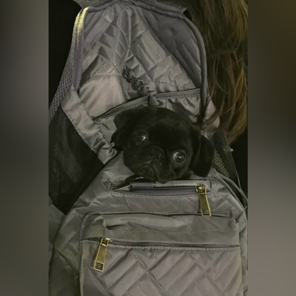 Dog/puppy carrier